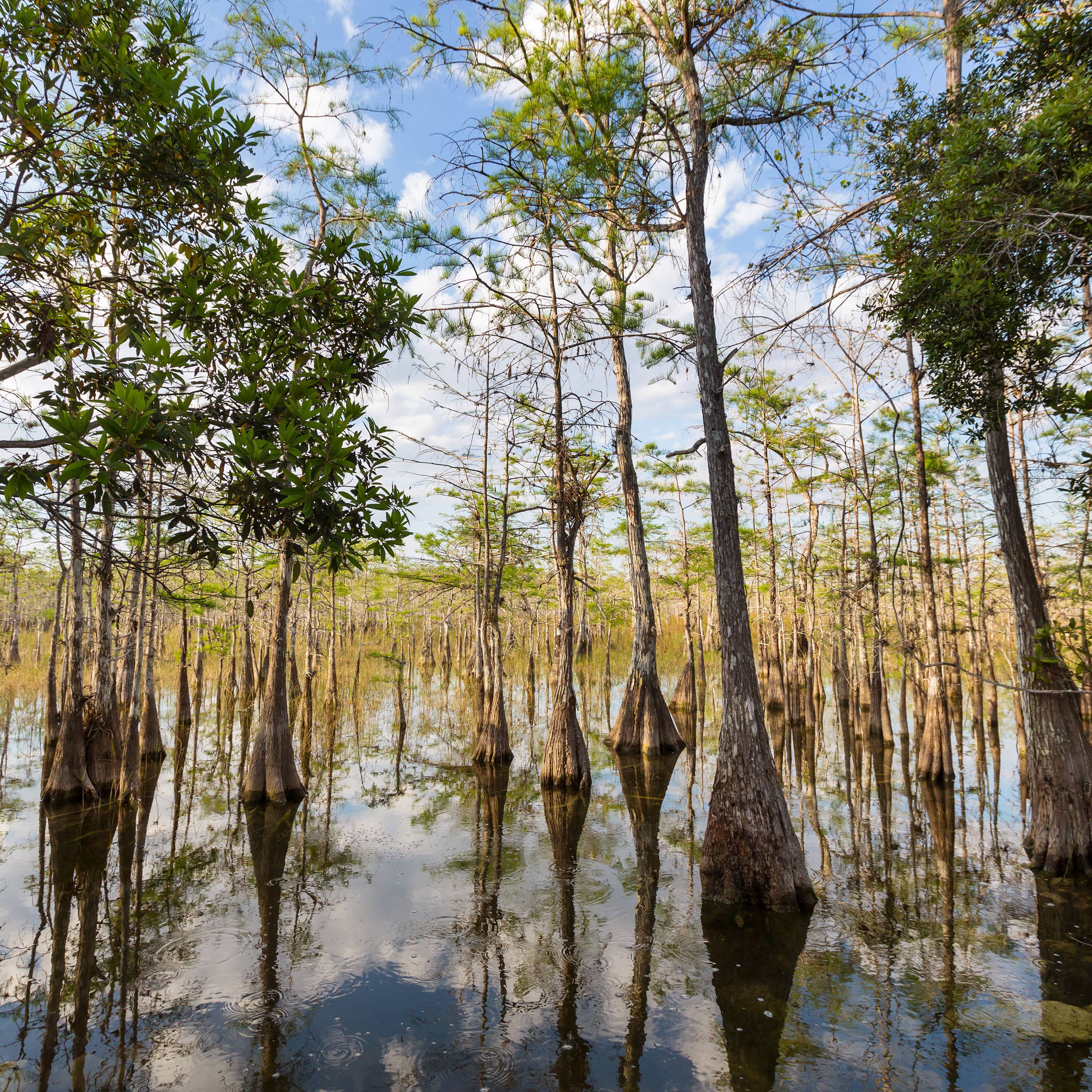 Forêt de cyprès dans les marécages ensoleillés.