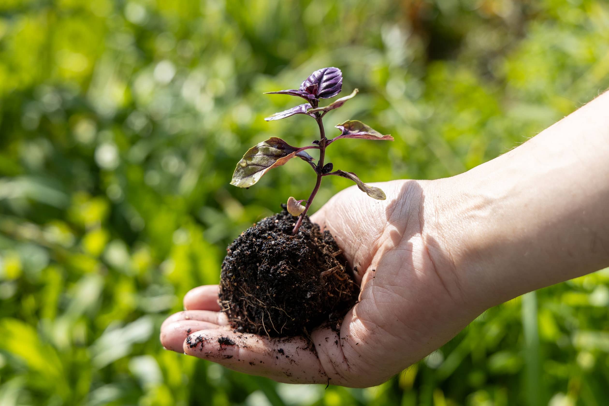 a male farmer holds a basil seedling in his hands 2025 02 20 02 07 17 utc