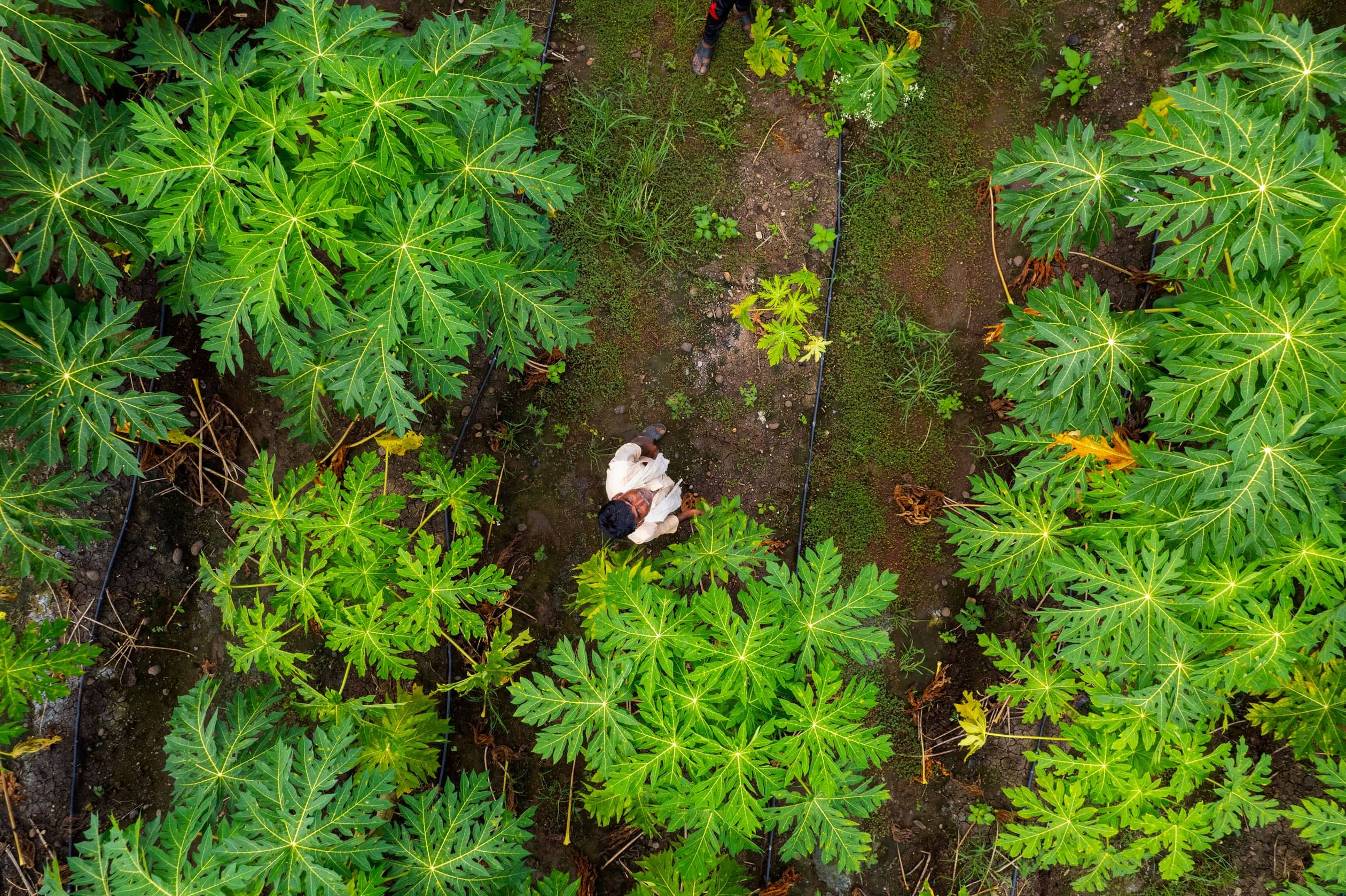 aerial view of farmer working in the green agricul 2024 09 15 01 32 19 utc
