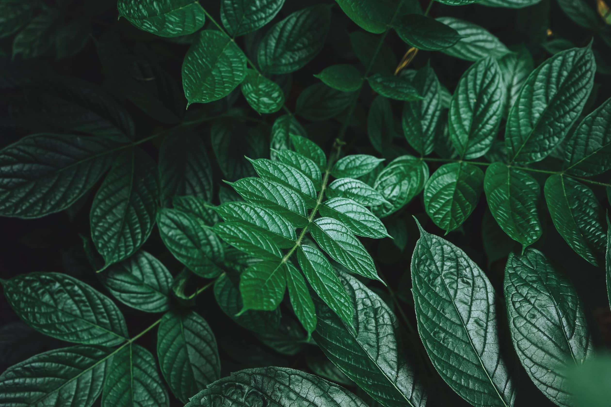 natural background of green leaf in the forest 2024 12 07 04 47 08 utc